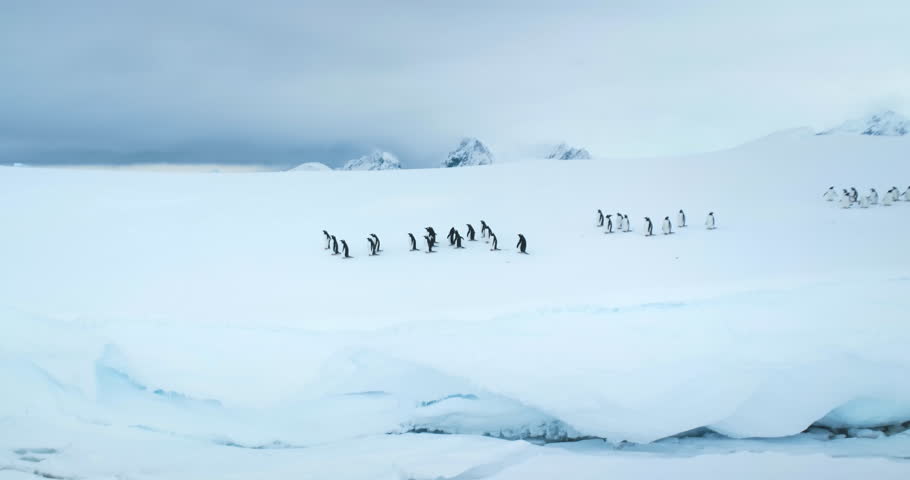 Gentoo penguins relax on snow covered hill edge in Antarctica coastline. Wildlife conservation on South Pole. Polar cold ocean mountain range in background. Sea birds colony. Explore wildlife nature