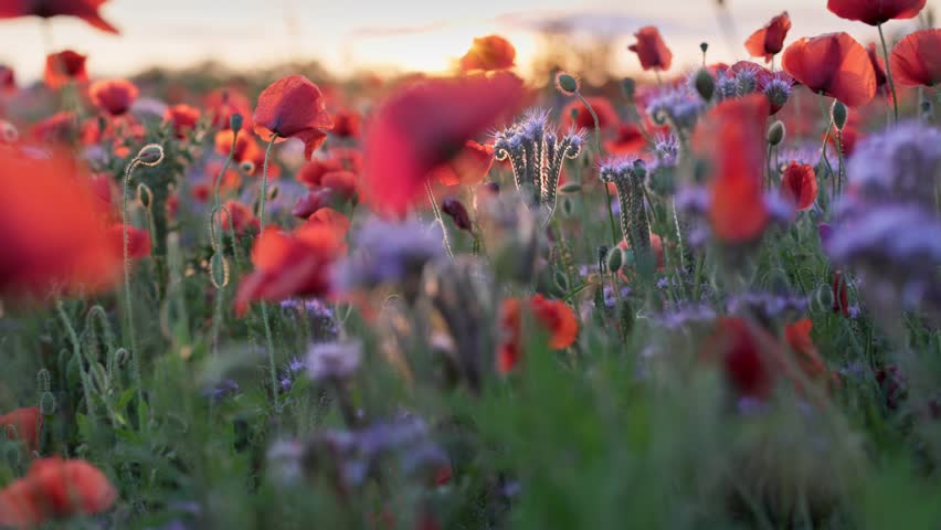 Wild red poppies field at sunset. Camera moves between red and purple wildflowers fluttering in the wind. Summer flower background