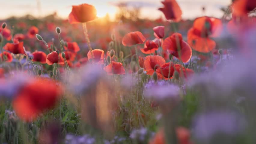 Wild red poppies field at sunset. Camera moves between red and purple wildflowers fluttering in the wind. Summer flower background