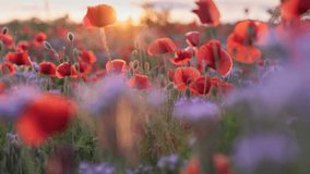 Wild red poppies field at sunset. Camera moves between red and purple wildflowers fluttering in the wind. Summer flower background - Powered by Shutterstock - Get 15% off with code: PIKWIZARD15