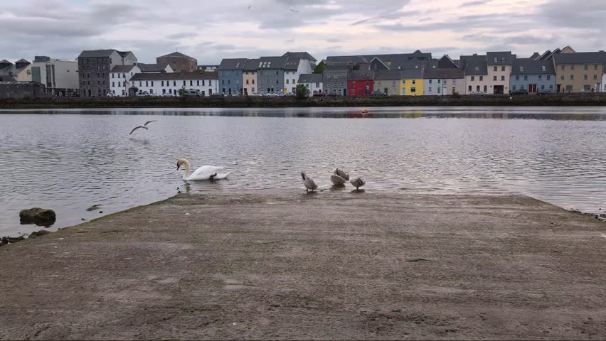 Baby swans on the shore of Corrib river with long walk in background at Claddagh, Galway city, Ireland, animals and wildlife in the city