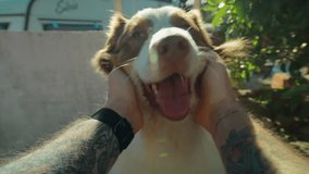 POV owner pets and roughs up adorable cute australian shepherd dog in wide angle perspective. Happy silly dog with tongue sticking out look straight at camera. Funny and loving mens best friend - Powered by Shutterstock - Get 15% off with code: PIKWIZARD15