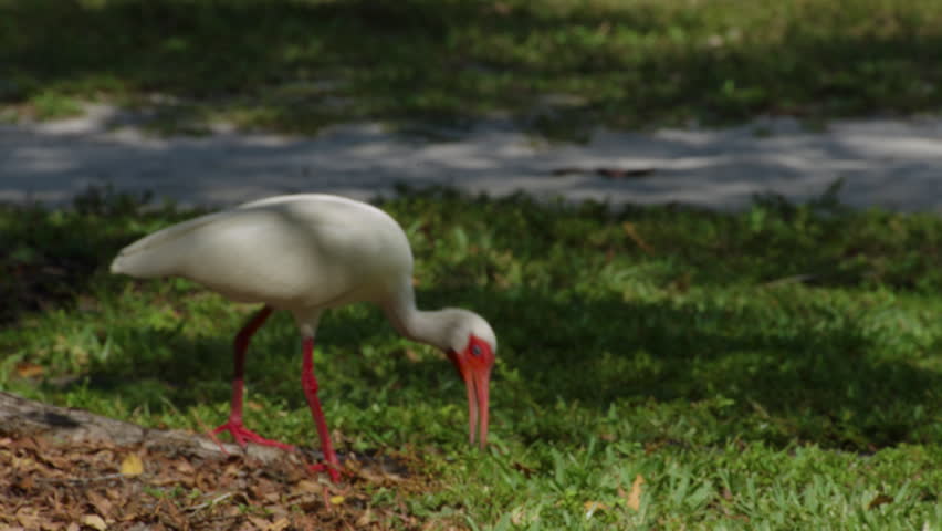 American White Ibis Foraging in Grass