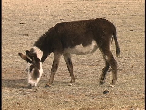 A burro with unique markings grazes on the high plains of Colorado