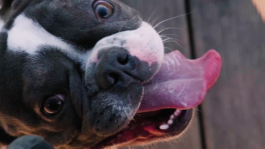 Bulldog with tongue close-up, slow motion video