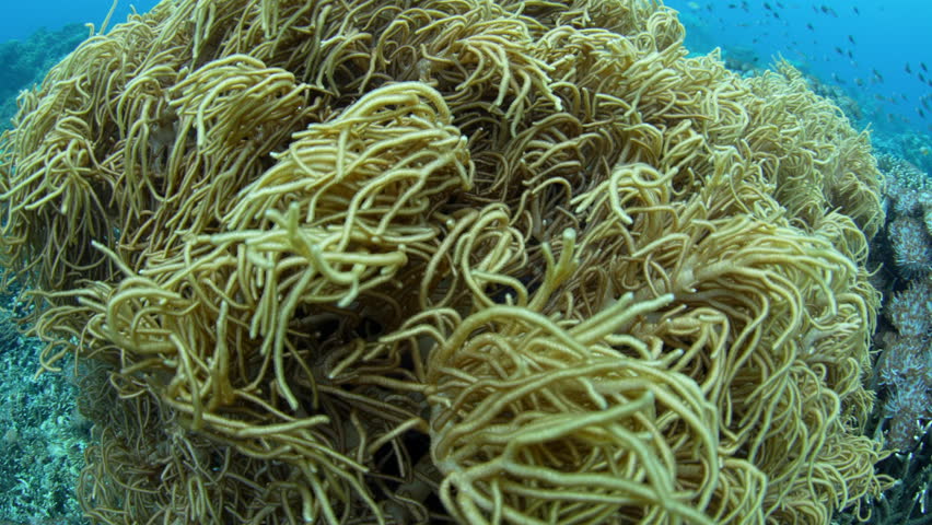 The tentacles of a soft coral sway in current on a shallow reef in Alor, Indonesia. This part of the Coral Triangle is known for its spectacular marine biodiversity and is popular among divers.