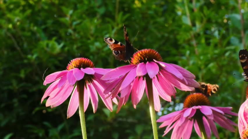 echinacea purpurea.Pink echinacea flowers and butterflies in a summer sunny garden.Medicinal flowers and herbs. Natural traditional medicine and alternative homeopathy. 