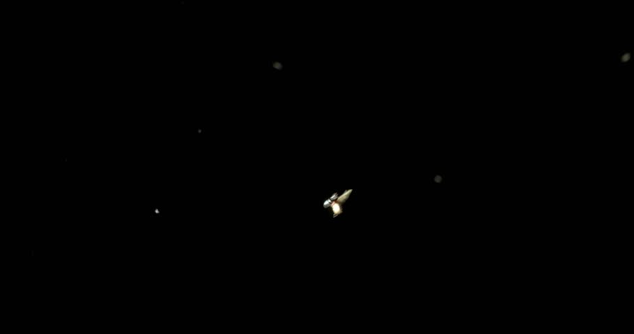 Creepy swarm of flying insects at night. Overlay of bugs swarming, real insect wildlife, or scary Halloween background.