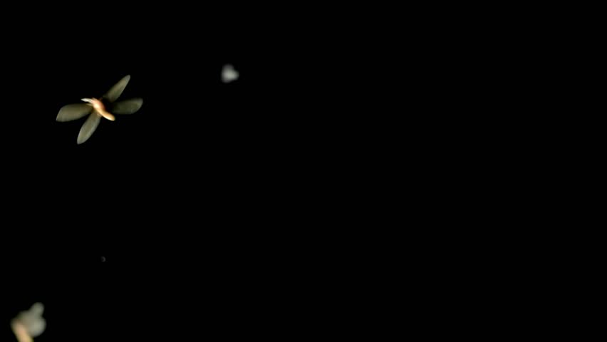 Creepy swarm of flying insects at night. Overlay of bugs swarming, real insect wildlife, or scary Halloween background. Seamless loop.