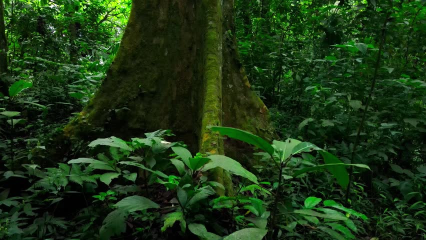 Drone shot of Big tree in tropical forest