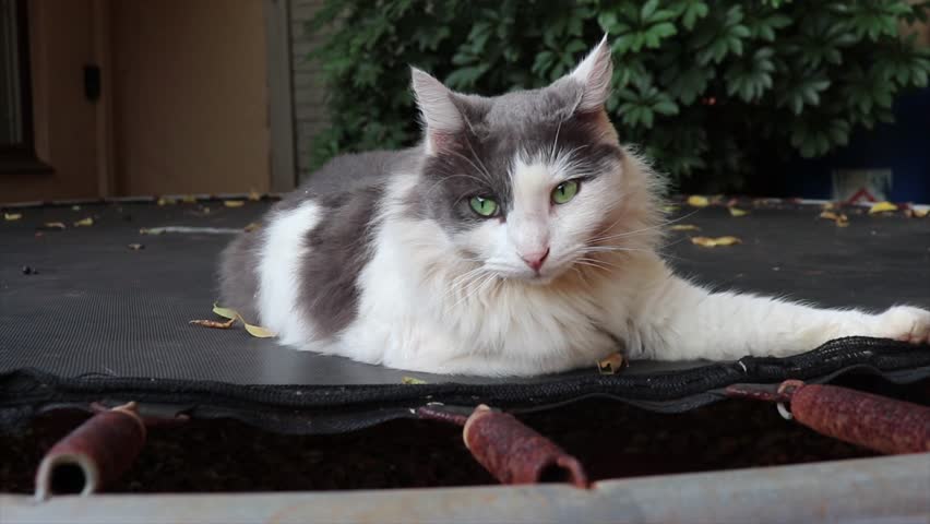 A fluffy grey and white cat is relaxing looking sheepish