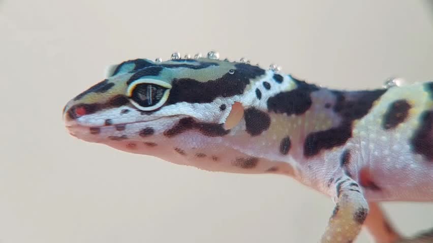Close up Common leopard gecko