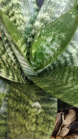 Snake plant, Saint George
