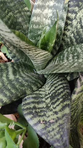 Snake plant, Saint George