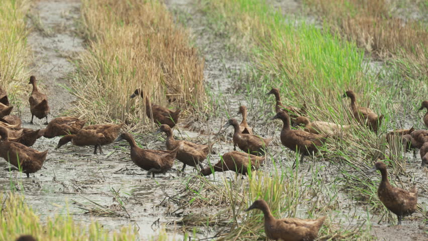 Flock of brown duck running to feeding in the rice field at countryside