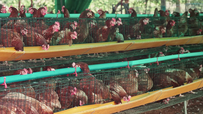 Flock of chickens eating food from a trough. Chicken egg poultry farming for meat and eggs production in coop and cage
