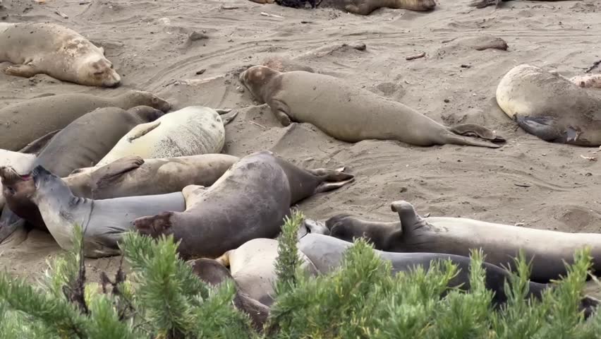 Cinematic close-up panning shot of northern elephant seals barking at each other on the beach in Piedras Blancas, California. 4K