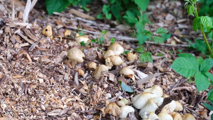 Cluster of wild mushrooms growing in woodland forest environment