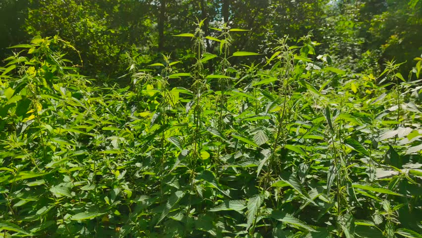 The garden is overgrown with tall stinging nettles
