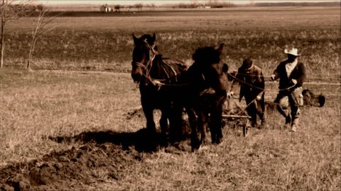 plowing with horses ; plowing with horses that pull a wooden plow  in the old way,video clip processed that looks like an old movie cinema