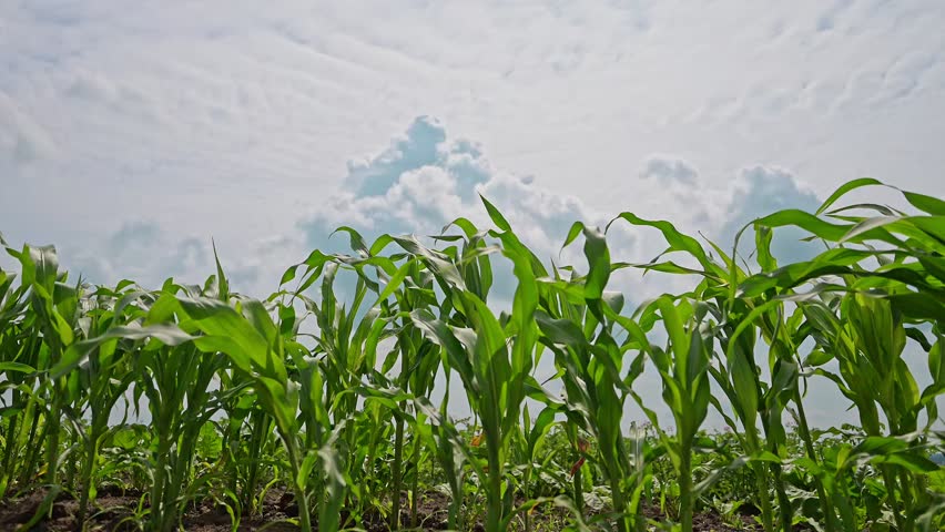 Green corn farm with a blue sky