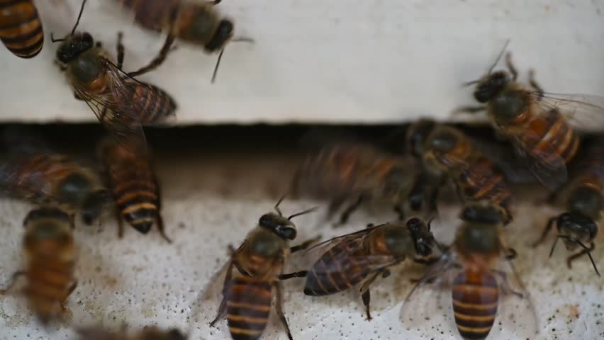 The Indian honey bee, Apis cerana indica. Closeup of the bees dancing at the entrance of the bee box.
