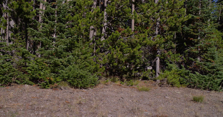 Elk Grazing Near woods of Yellowstone National Park In Wyoming