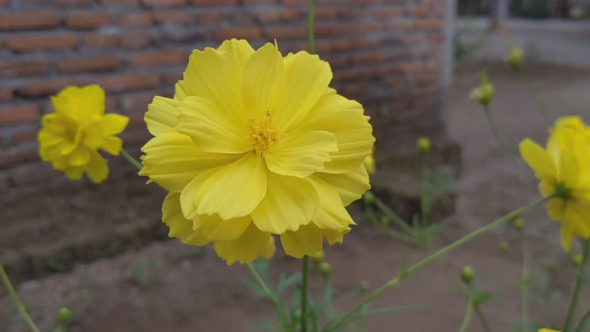 Bright Yellow Cosmos Flower in Bloom