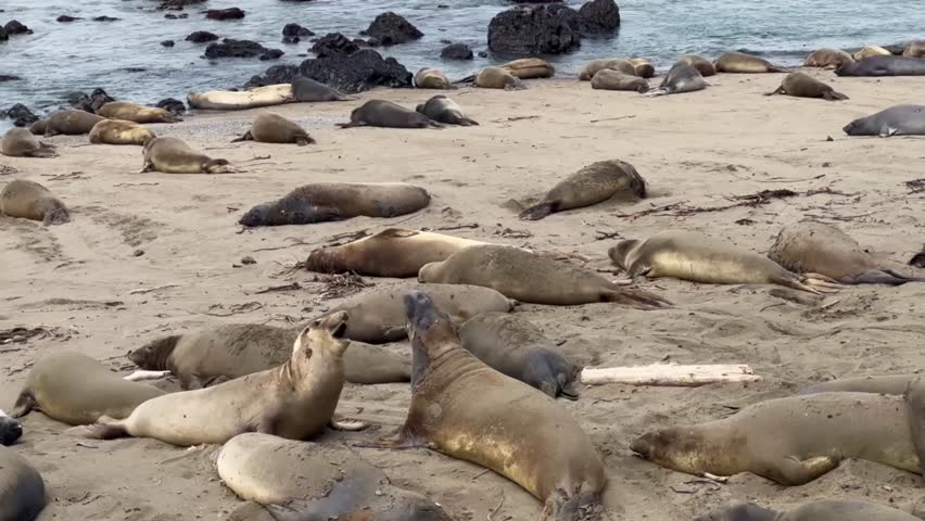 Cinematic close-up tracking shot following young male northern elephant seals barking at each other on the beach in San Simeon, California. 4K