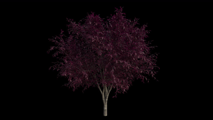 Cherry Plum Tree blowing in the wind. Wind blows the Myrobalan Plum Tree. Animated Prunus Cerasifera Tree swaying in the wind with Transparent Background. Alpha Channel. Loop Animation