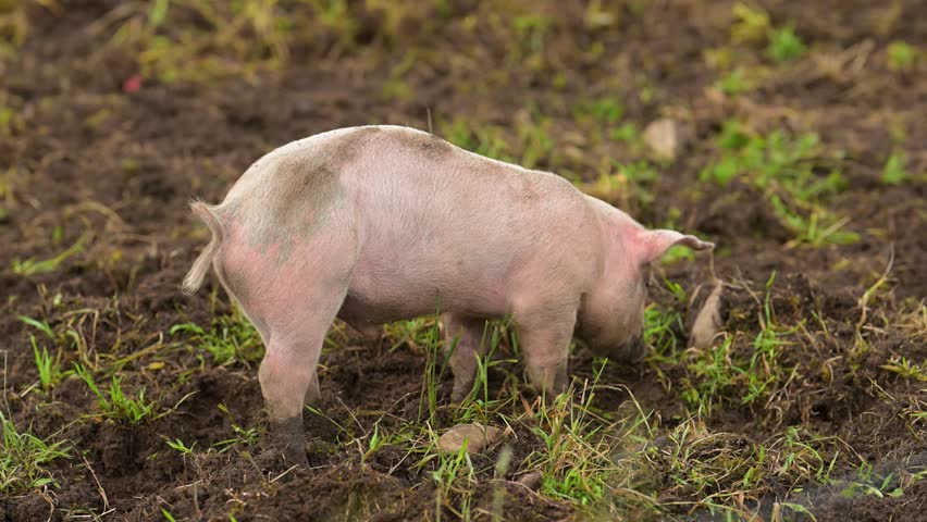 Pig digging in the dirt for food