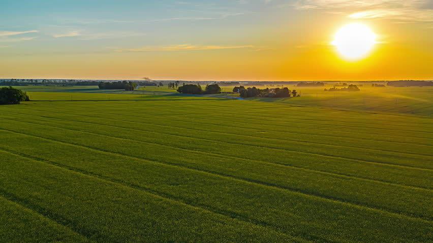 Aerial drone backward moving shot over golden sunset over spring corn fields in timelapse during evening time.