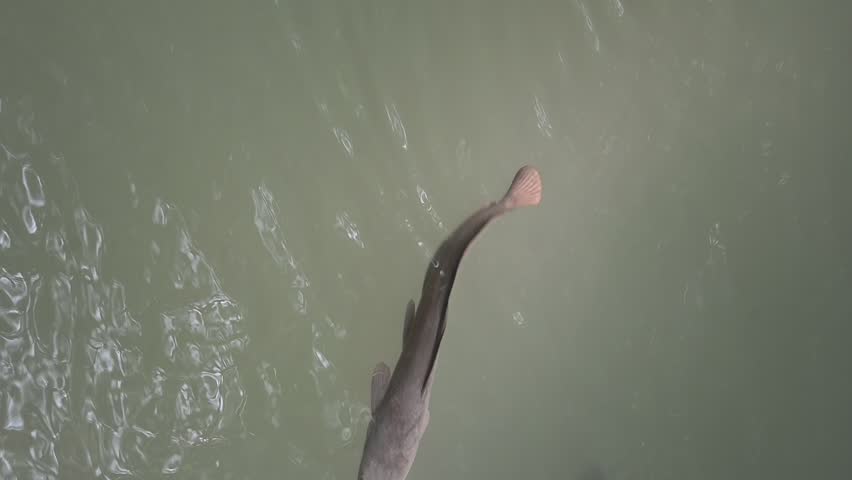 vertical footage of catfish in a pond waiting for food during the day
