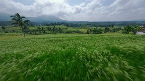 Rice fields flying low Bali FPV drone - Powered by Shutterstock - Get 15% off with code: PIKWIZARD15