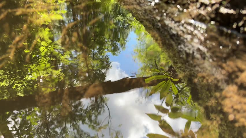 Nature background of forest reflected in stream 