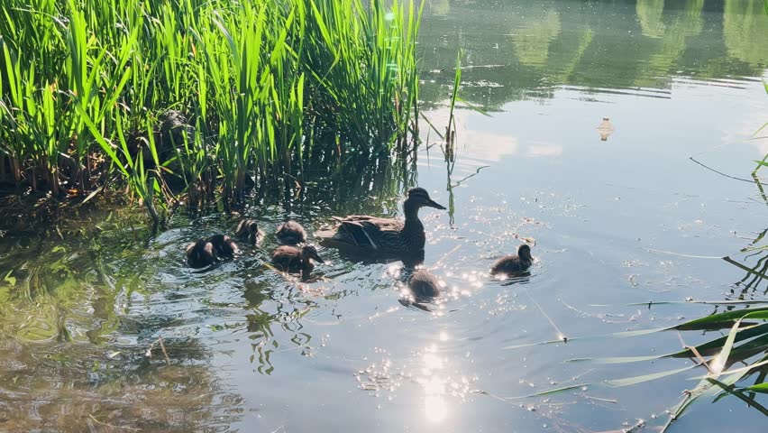 Duck with ducklings in the shallow water of a pond in the sun.