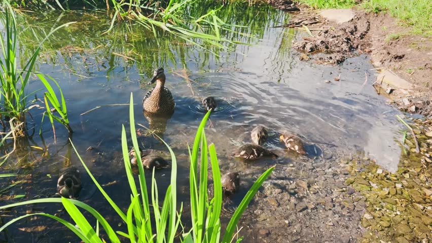 Duck with ducklings in the shallow water of a pond in the sun.