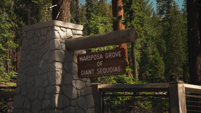 Mariposa Grove of Giant sequoias in Yosemite national park California USA during summer morning