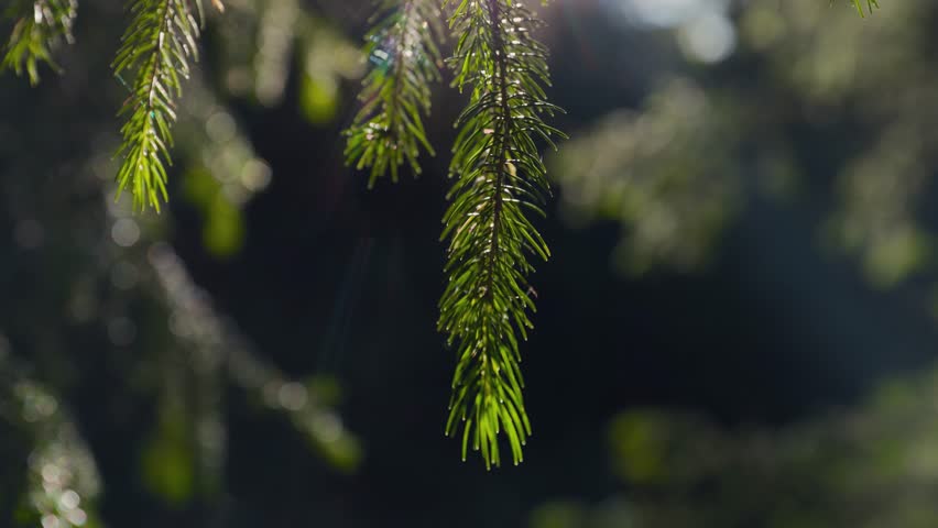 Warm Sun Flare trough spruce branches at sunset