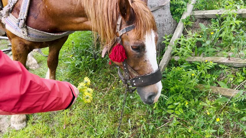 Working horses in a traditional harness graze on a lawn in the forest. A young girl feeds a horse with wildflowers.