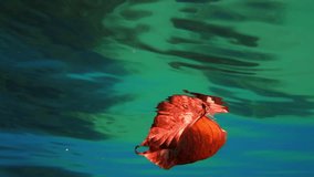 Close-Up Shot Of Red Autumn Leaf Floating Undersea - Hadera, Israel - Powered by Shutterstock - Get 15% off with code: PIKWIZARD15