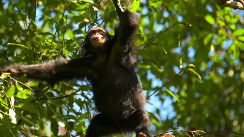 Slow Motion Shot Of Chimpanzee Climbing Up On Green Tree In National Park - Gisakura, Rwanda