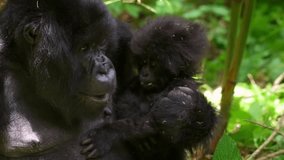 Slow Motion Close-Up Shot Of Mother And Infant Chimpanzee In Forest - Gisakura, Rwanda - Powered by Shutterstock - Get 15% off with code: PIKWIZARD15
