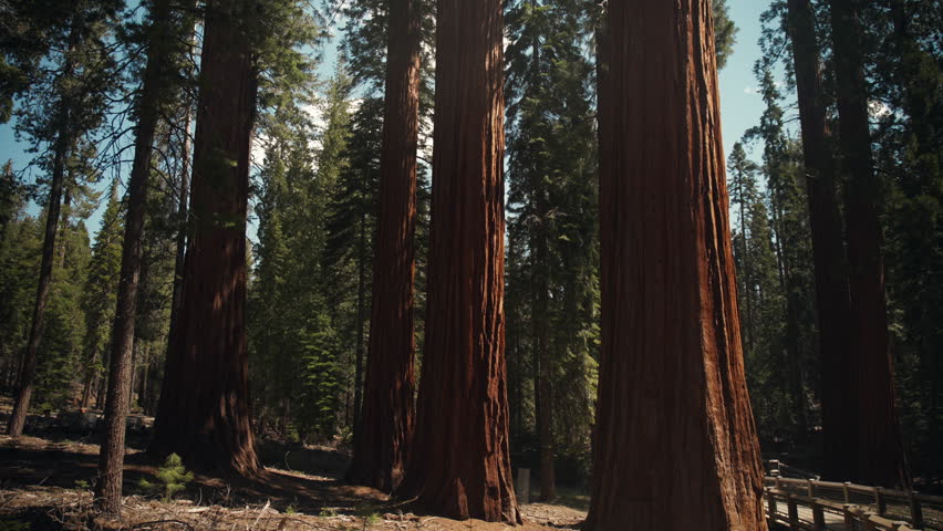 Mariposa Grove of Giant Sequoias in Yosemite National park USA, California during a calm summer morning