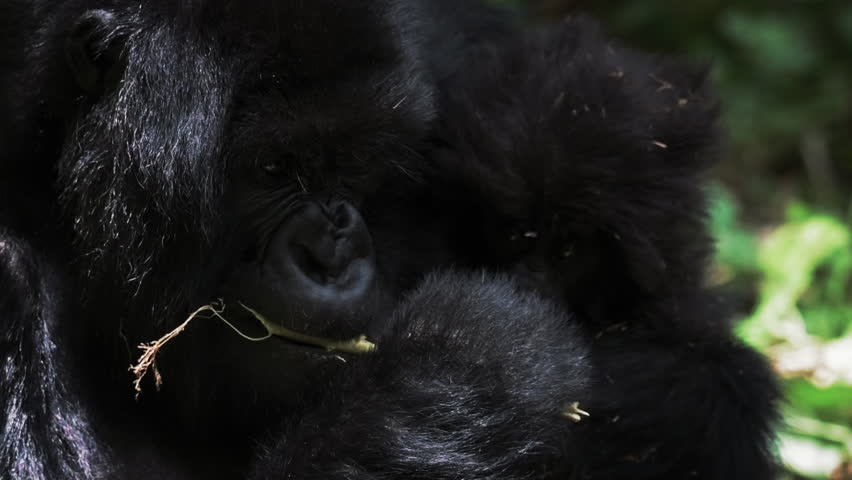 Close-Up Slow Motion Shot Of Mother Gorillas Eating Stem While Holding Infant In Arms - Gisakura, Rwanda