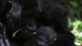 Close-Up Slow Motion Shot Of Mother Gorillas Eating Stem While Holding Infant In Arms - Gisakura, Rwanda - Powered by Shutterstock - Get 15% off with code: PIKWIZARD15