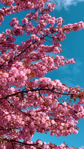 Pink flowers on the tree of flowering Sakura. Cherry blossom in spring. Vertical video.