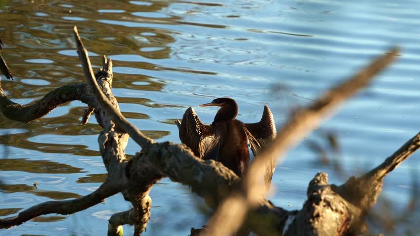 An Australian darter, anhinga novaehollandiae with kinked neck, perching on the dead tree branch in a freshwater lake, spread its wings and drying up its plumage under sunlight before nightfall.