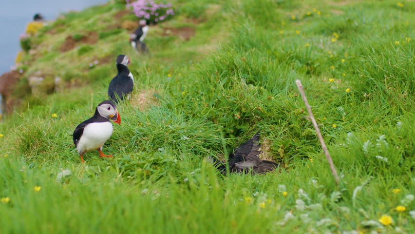 Atlantic Puffins fighting inside a burrow, others come to see the commotion. Scotland, Slomo