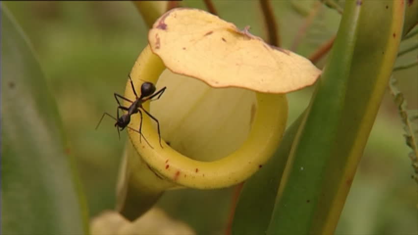 Ant stuck on pitcher plant